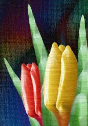 tulips poster